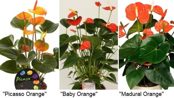 Антуриум Андре Мадурал Ред Anthurium andraeanum Madural Red 50/14