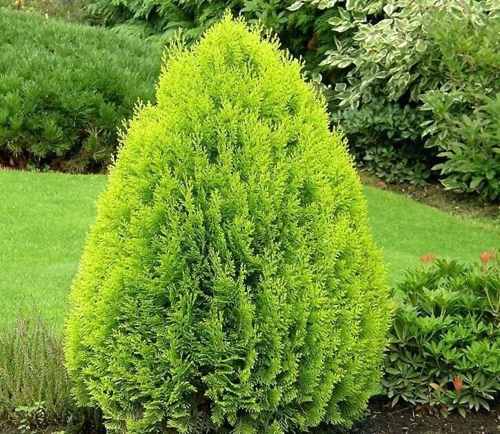 Туя. Фото Яндекс.Картинки