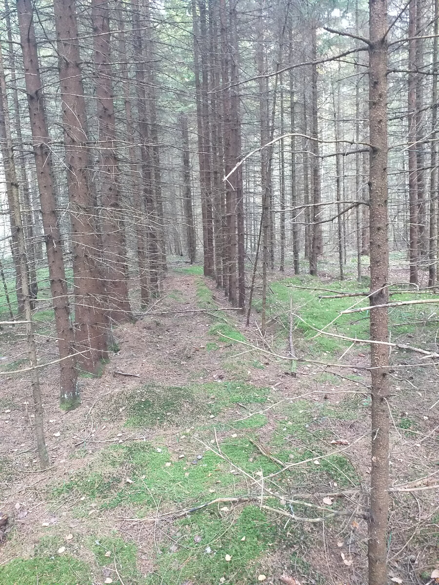 Лесные дорожки,обожаю эти места😍