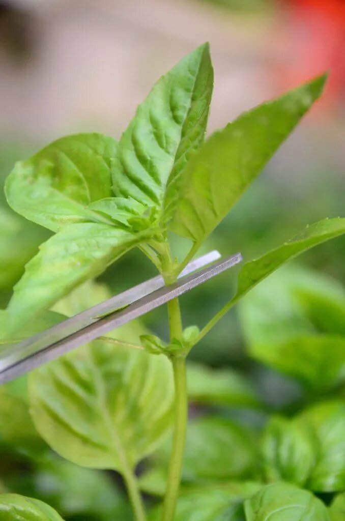 Режем базилик