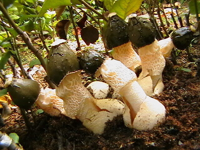 Сетконоска (Phallus impudic duplicatus).