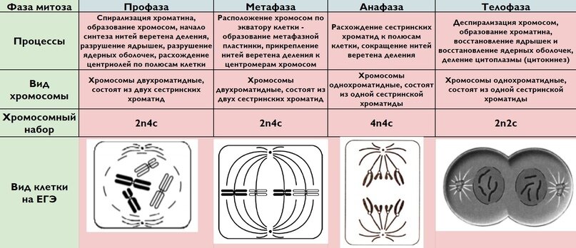 Митоз профаза картинки егэ