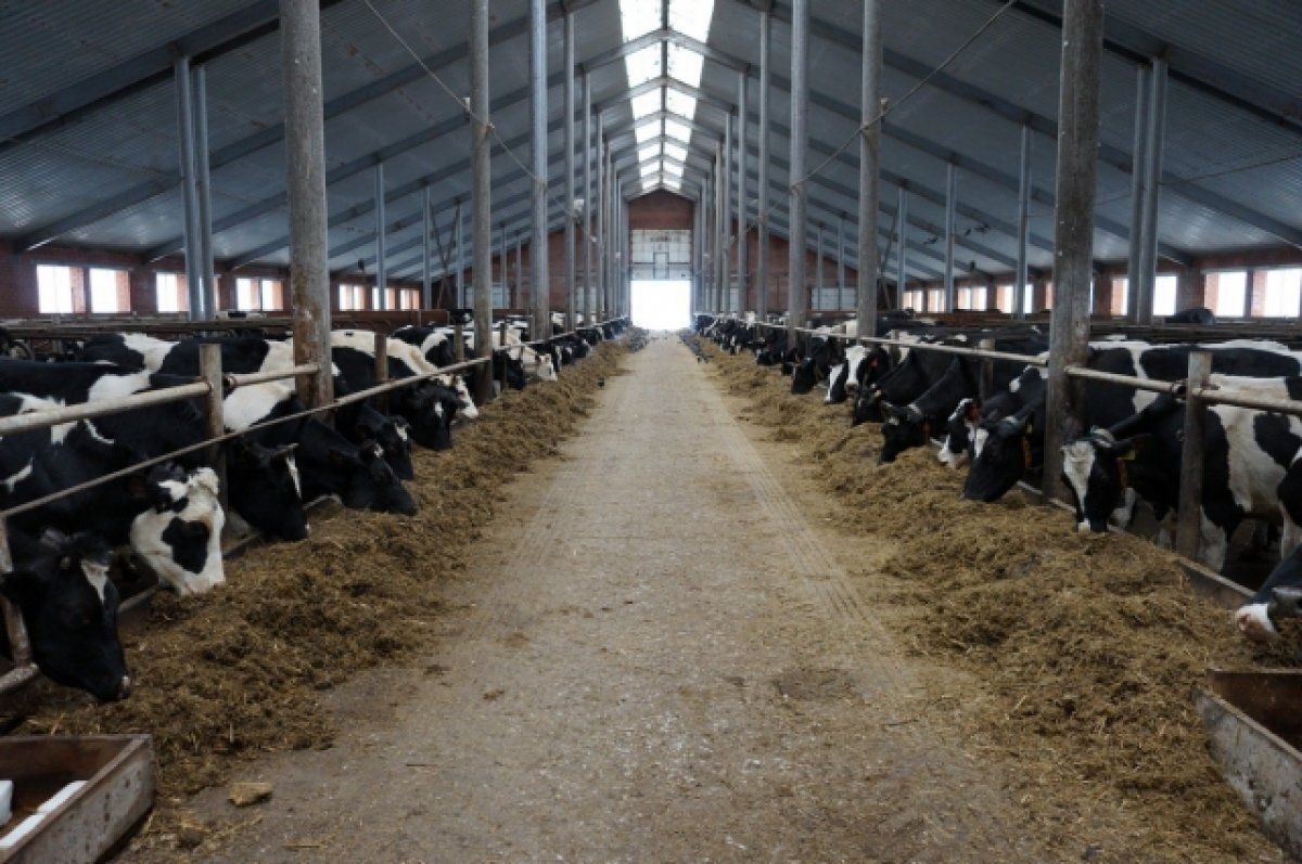    Фермер из Прионежья развел опасных для человека паразитов