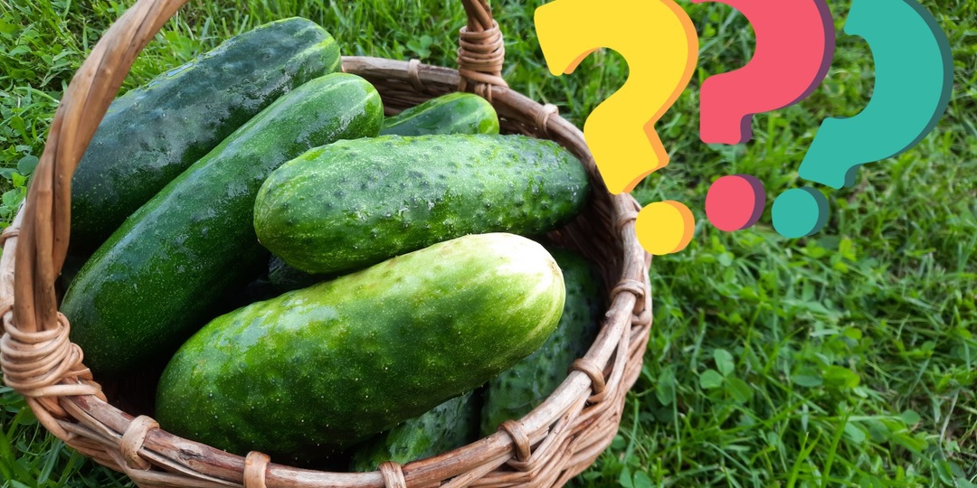 Что делать с переросшими огурцами? Три рецепта заготовок из переростков