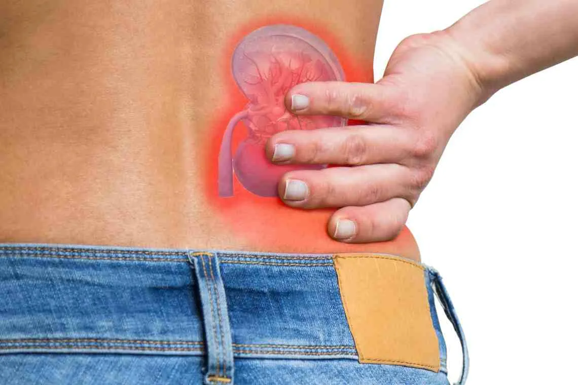 Rinichii aparțin organelor excretoare; datorită muncii lor constante, organismul scapă de produsele metabolice, dar ce se întâmplă dacă sunt bolnavi? -3
