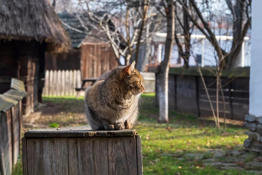 Примета кошка садится на стол