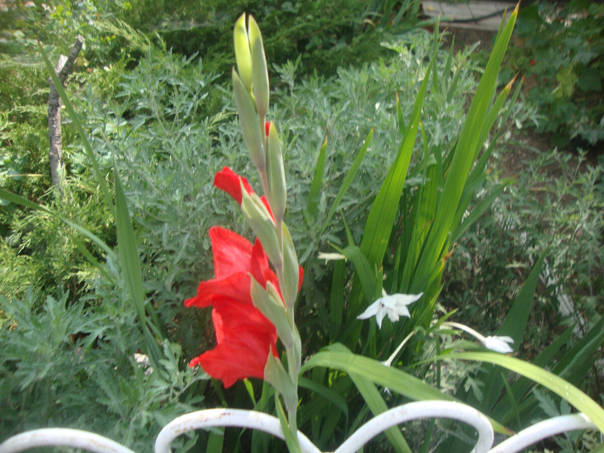 последний из "могикан"