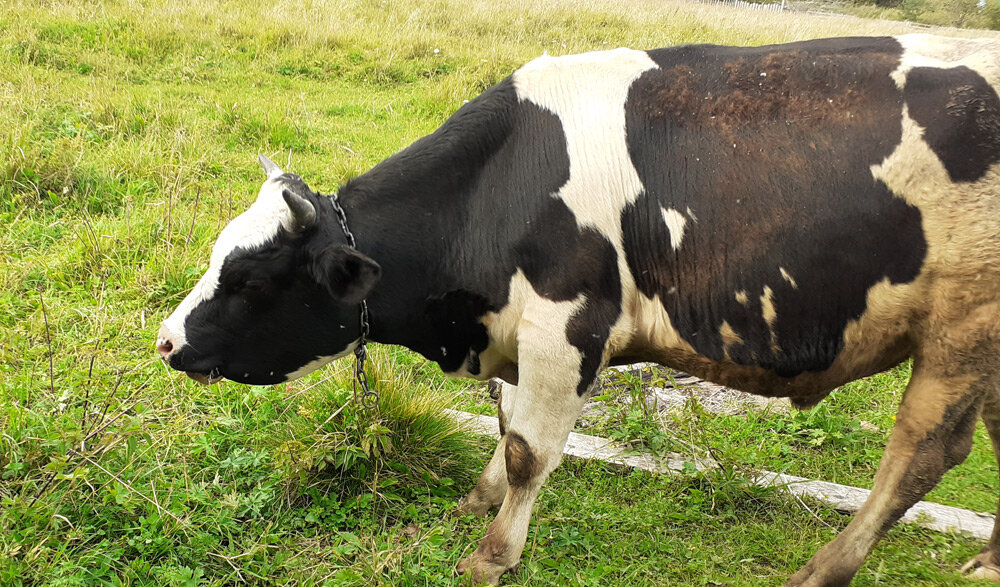 Вот так выглядел отек на второй день
