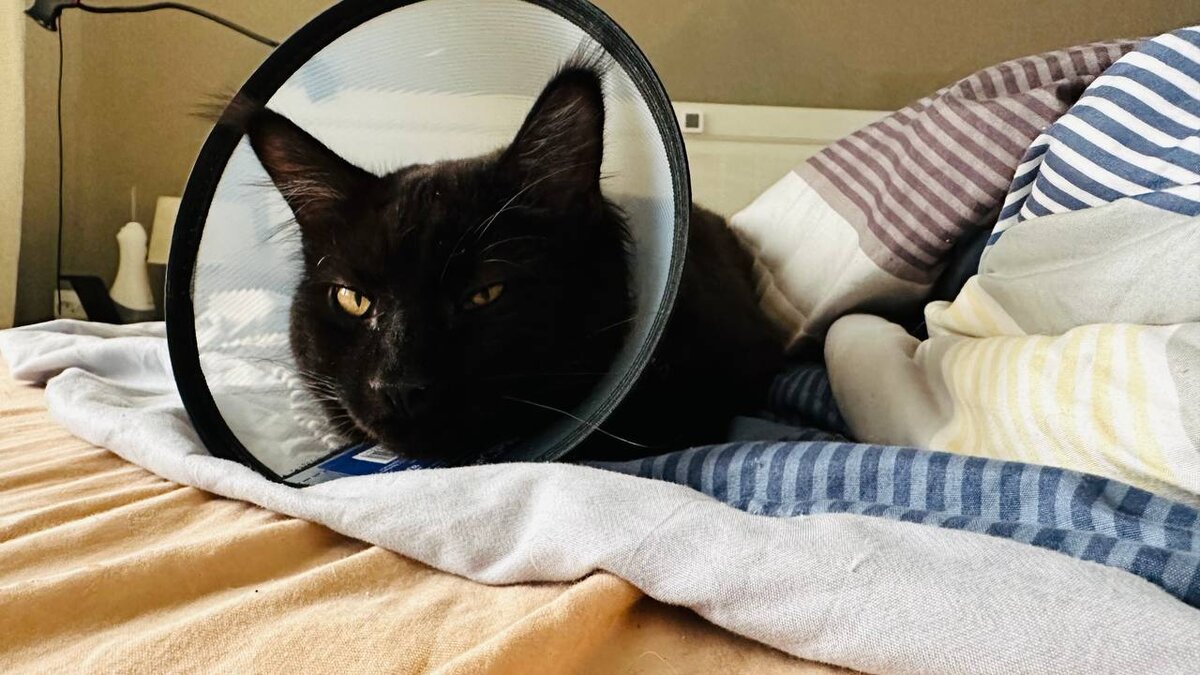 кастрированный мейнкун в воротнике и гневе