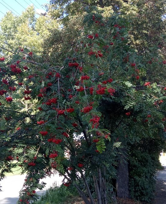 Рябина у ворот.