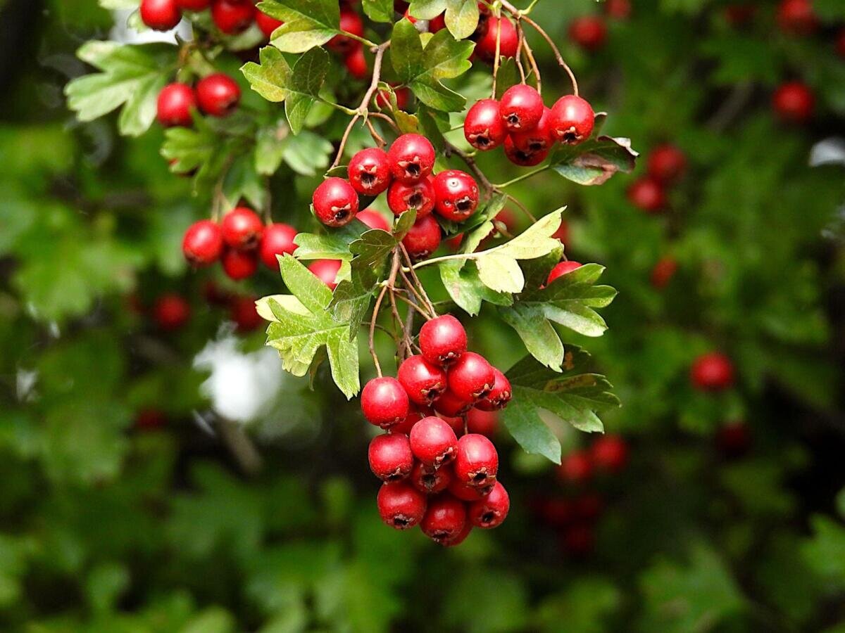Crataegus laevigata