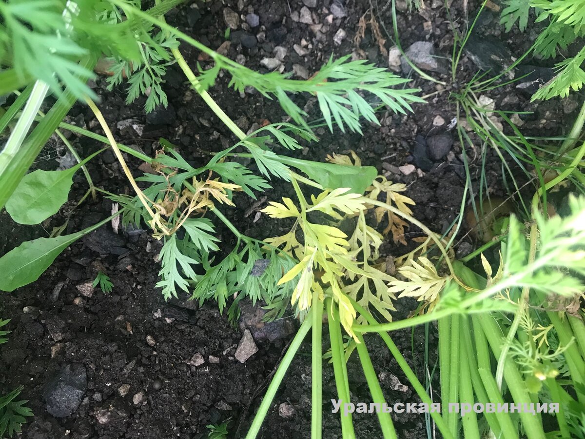 Пожелтение листочков