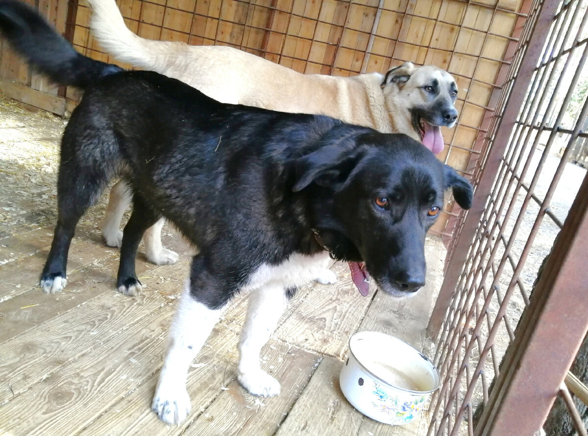 Это наши неразлучники