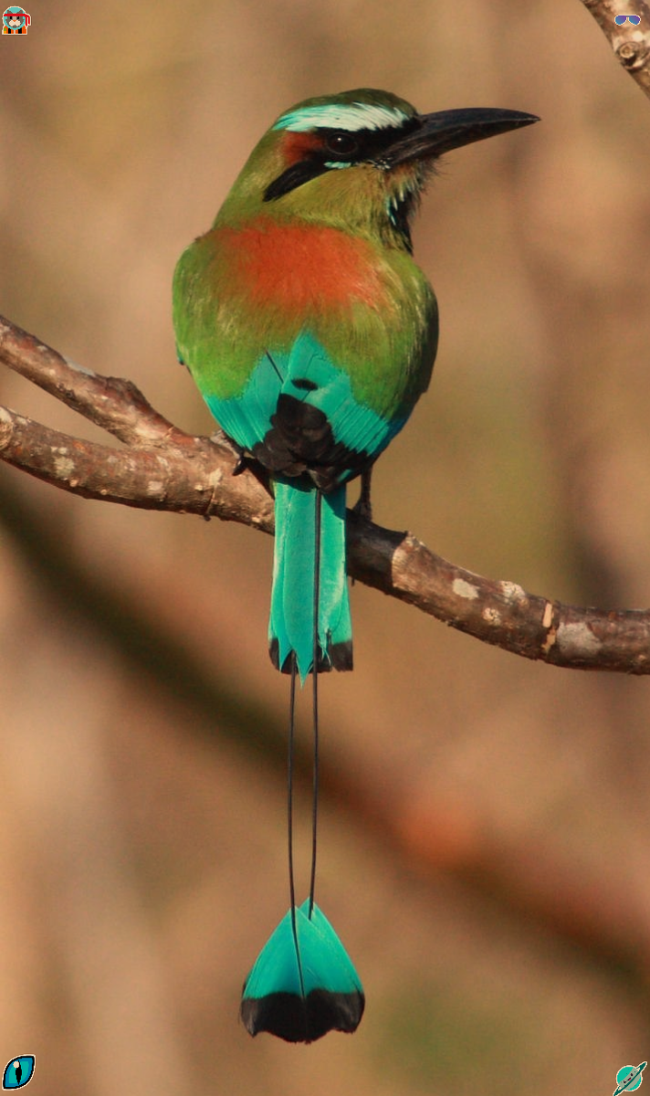 Бурый момот