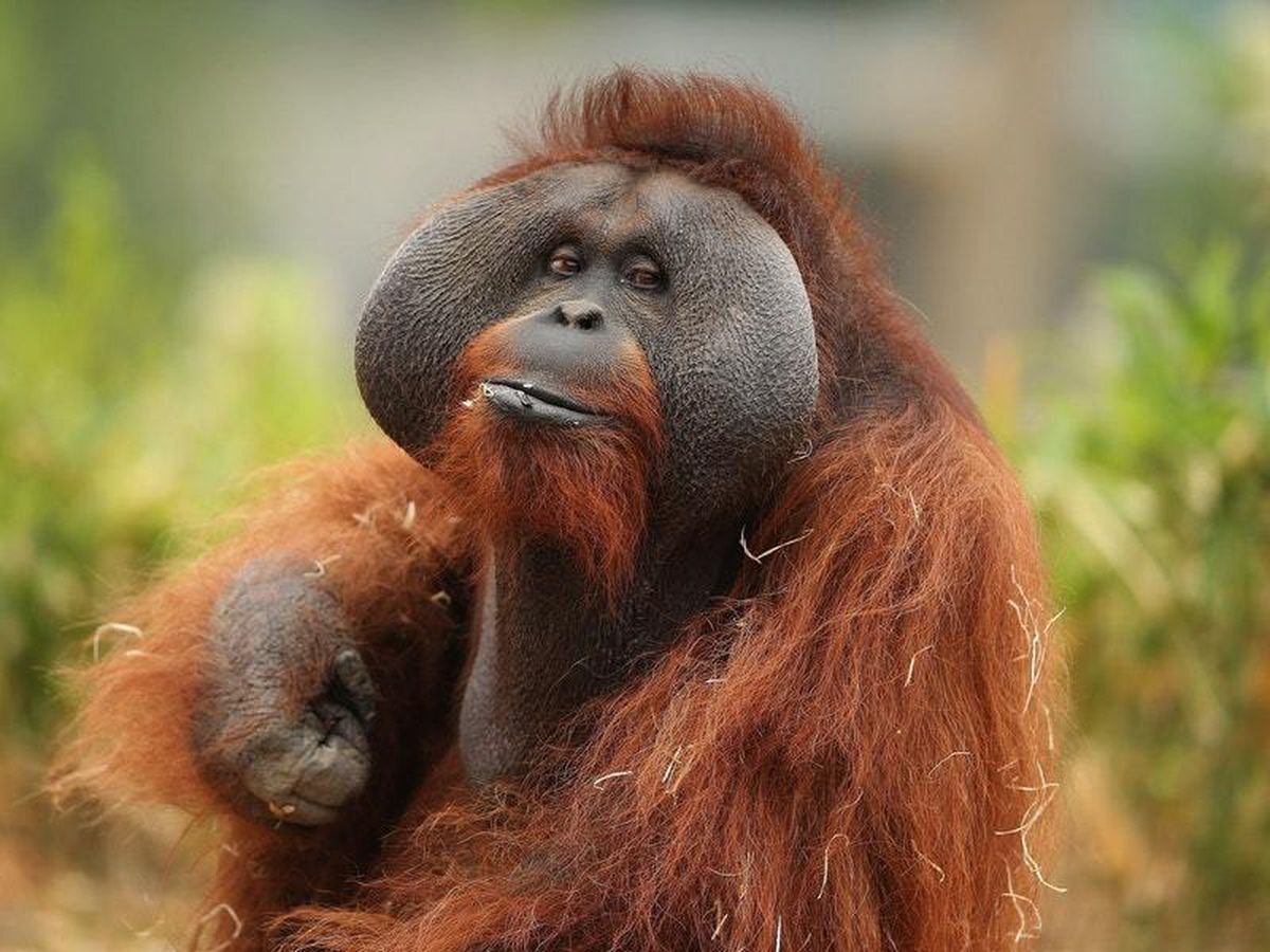 Волосатый орангутанг вдул в бритую киску - домашнее, частное, русское порно