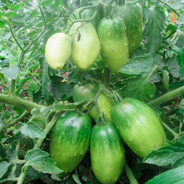 Три сорта ТОМАТОВ со СТРАННЫМИ и такими знакомыми названиями, но очень вкусные! 