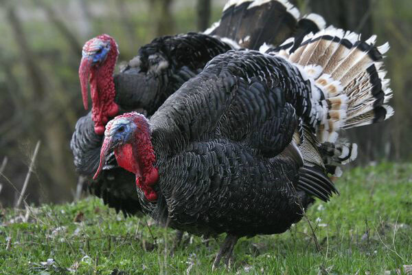 Источник: https://www.google.ru/imgres