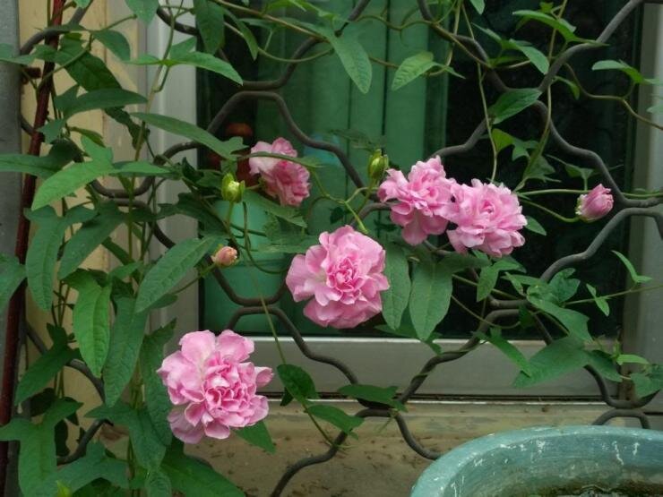 Фото: калистегия пушистая