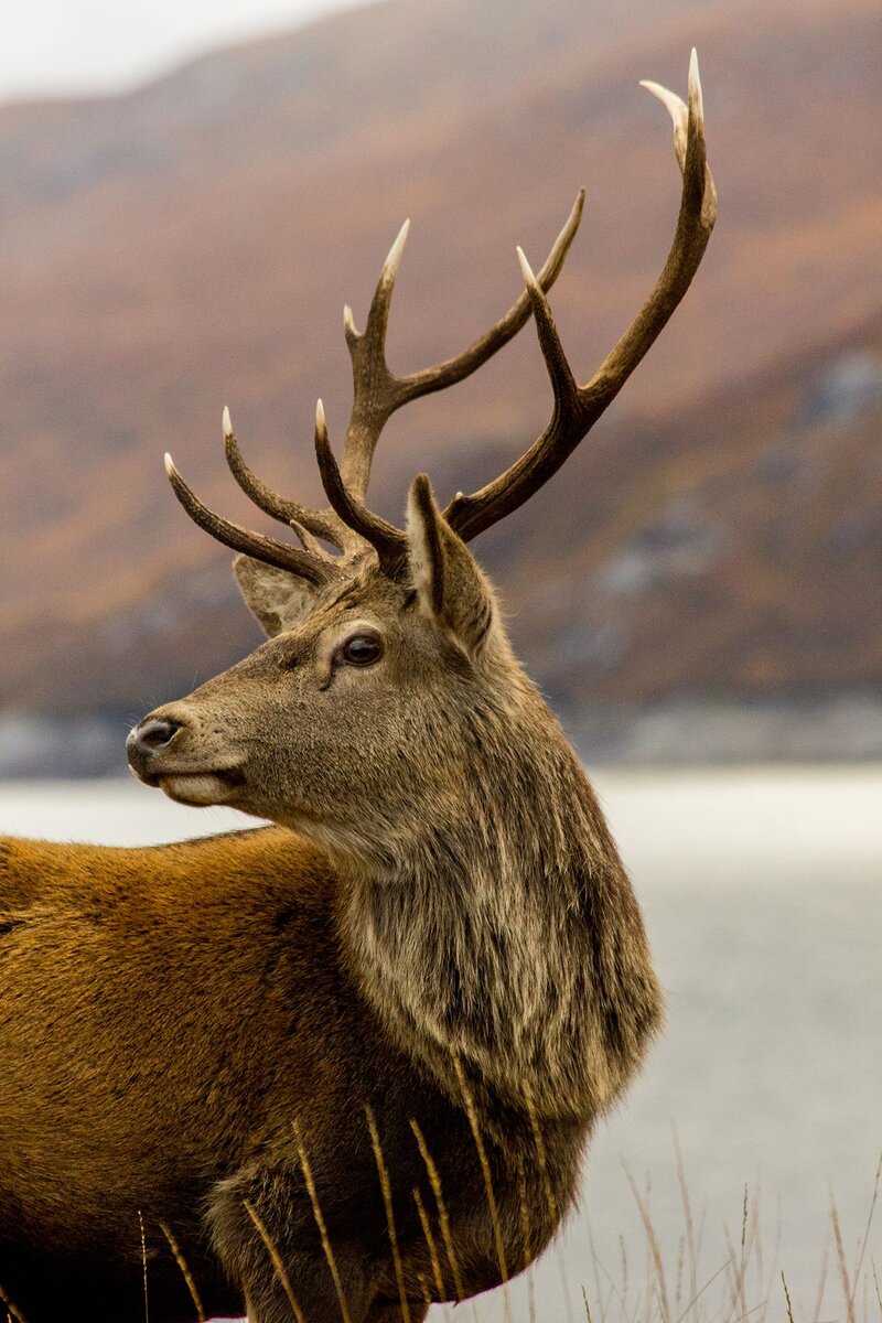 Stag. Олень. Благородный олень. Олень красавец. Олени в Шотландии.