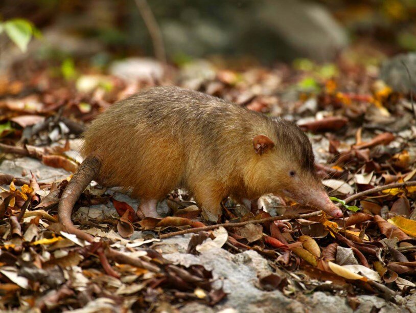 Гаитянский щелезуб. Фото: Eladio Fernandez, Caribbean Nature Photography