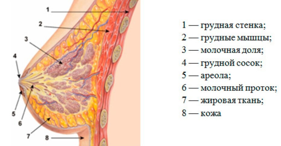 Строение молочной железы