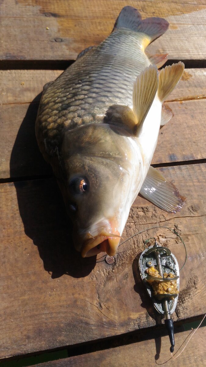 Карп на флэт.