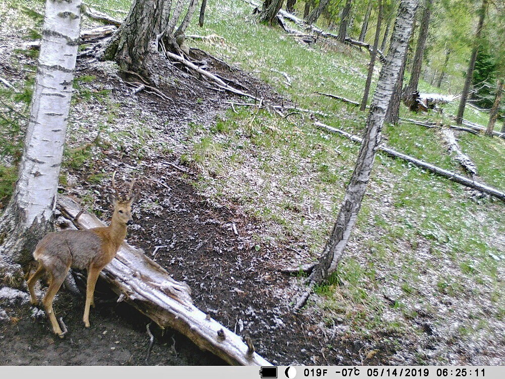 Самец косули на солонце