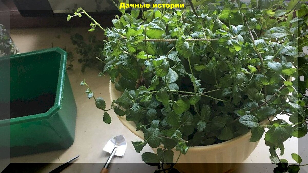https://vk.com/photo-159774511_456242052