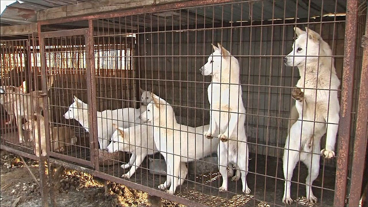 Северная корея собаки. Нуреонги порода. Корейская собачья ферма. Собаки в Корее ферма.
