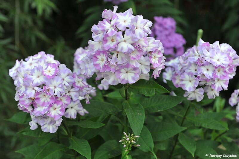 Флокс Лунный Камень