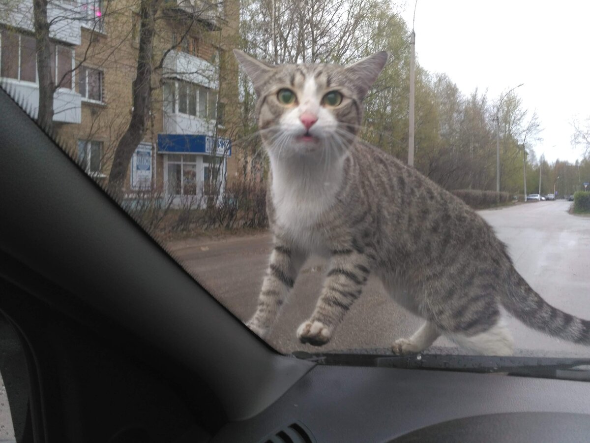 Котик