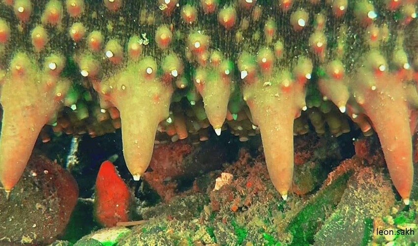 Фото: Instagram @leon.sakh