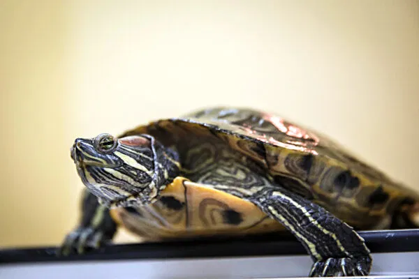 Красноухие черепахи (Red Eared Slider Turtle)