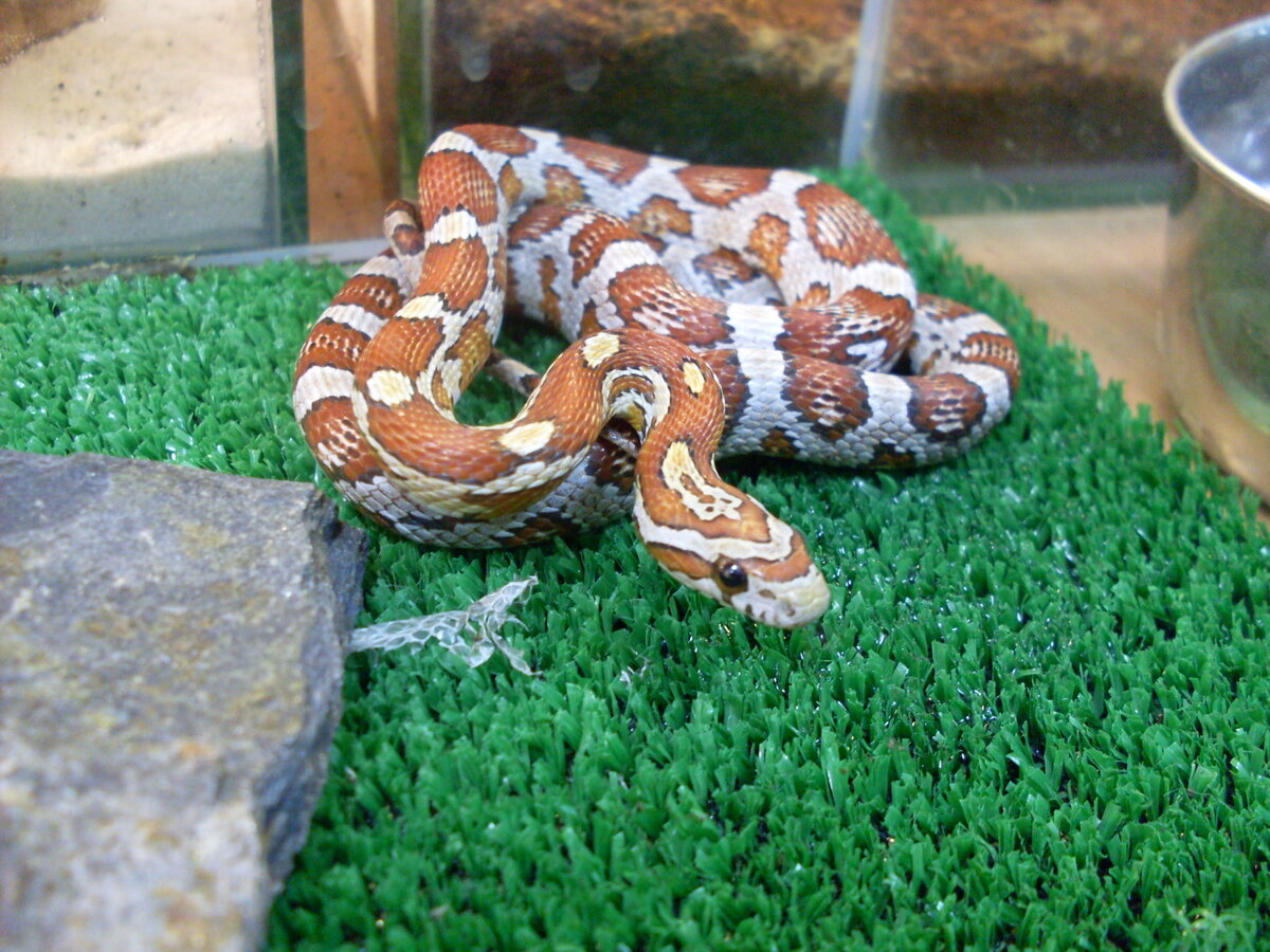 Малыш Маисового полоза