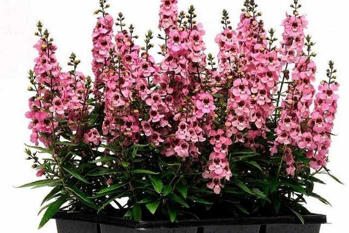 Удобрение и подкормка растения