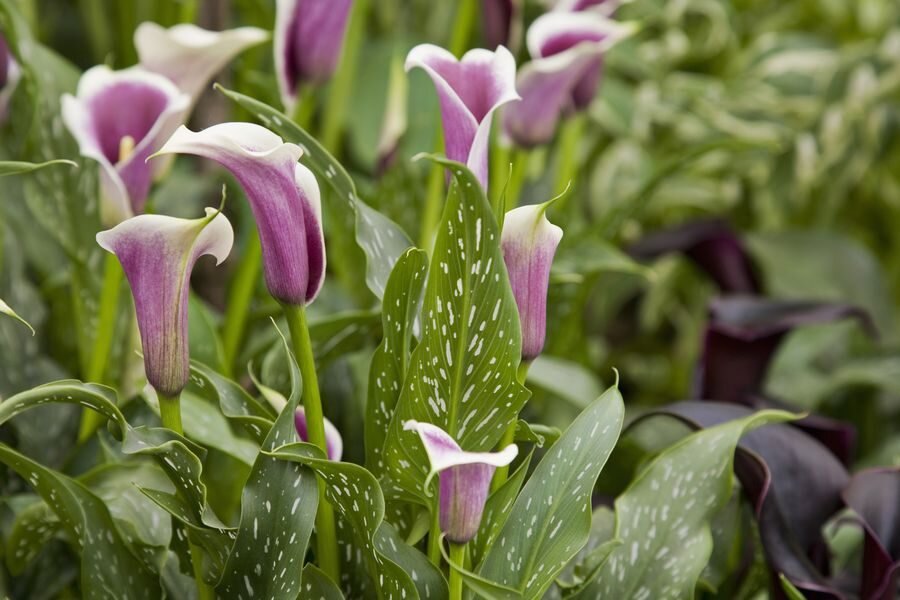 Каллы. Фото из открытого источника Яндекс, без рекламных целей. В качестве примера.