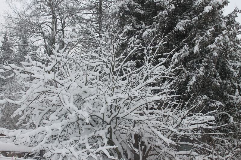 впервые в этом году у нас зима нарисовалась за окном. похоже она с весной очередность перепутала