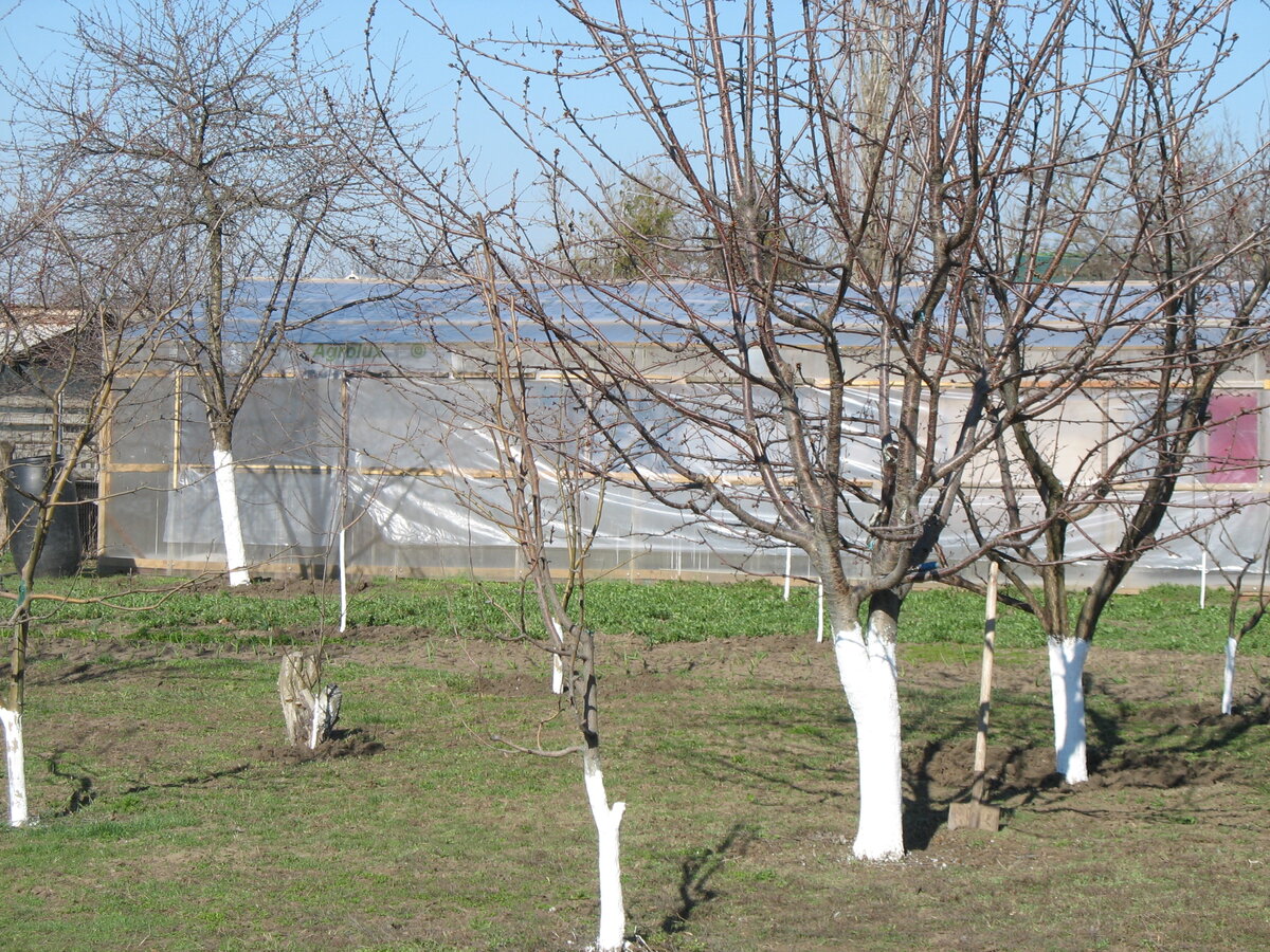 Мой сад. Слева на переднем плане, видна молодая груша. Справа неудачная яблонька (белый налив).Ей уже 5 лет, а она как совсем молодая. За ней справа черешня. Красно-белая, очень вкусная, но поздняя. За ней великолепная абрикоса.Сладкая косточка.