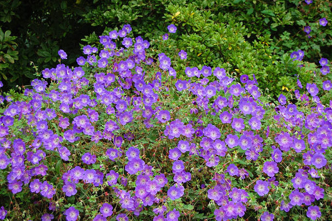 Легендарная садовая герань - Розанна