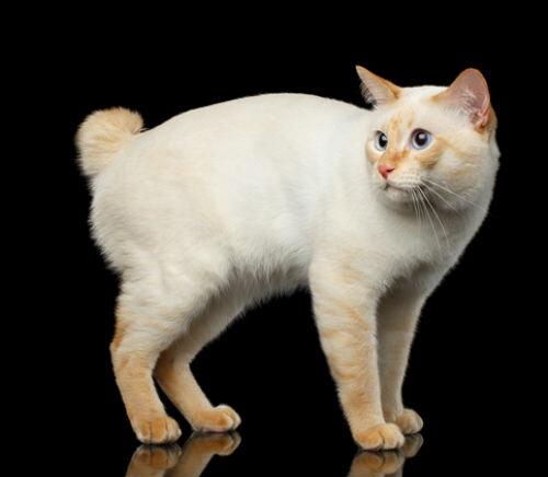 Самые любимые домашние кошки - фото и описание породы