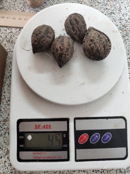 Орехи Зибольда (возможно, именно эти, подвергавшиеся термическому извлечению ядра).  Фото получено от Дмитрия Исакова.