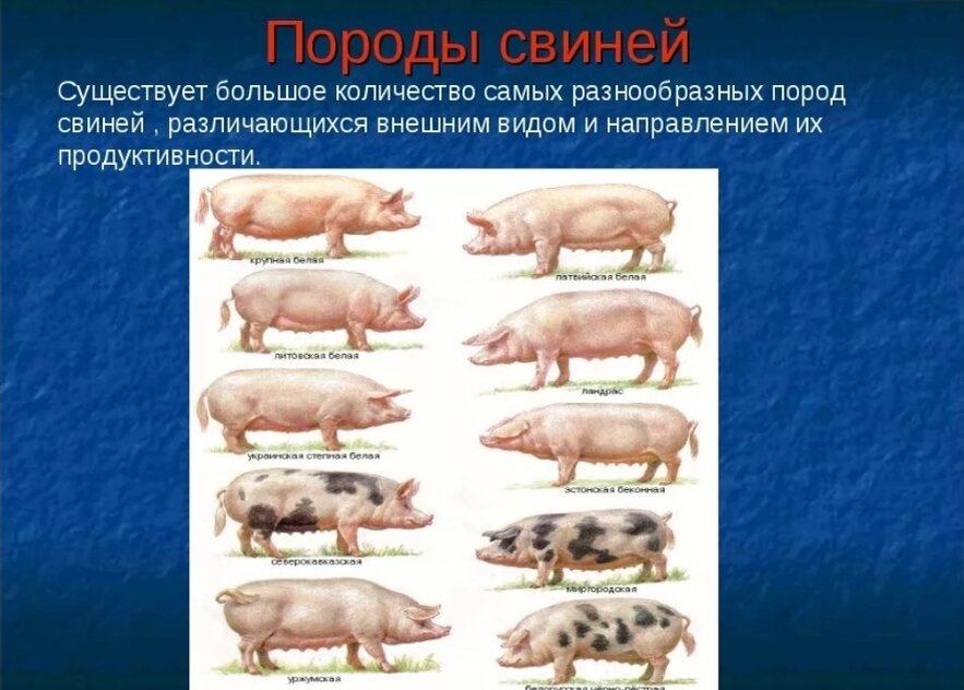 Свинья информация. Типы свиней. Виды поросят. Название свиней. Поросята всех пород.