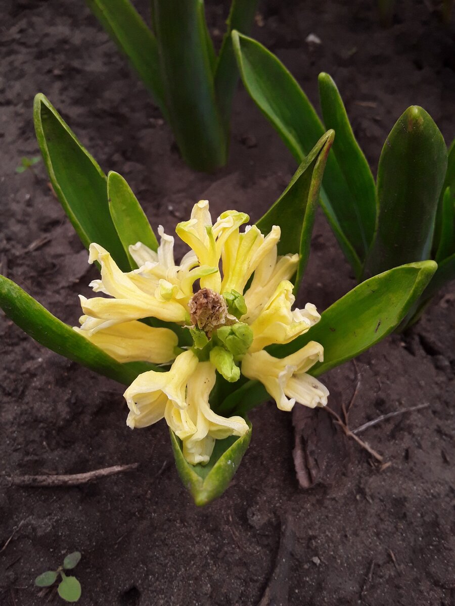  Гиацинт. сорт City of Haarlem