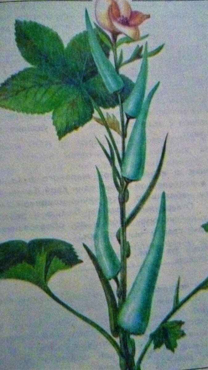 так выглядит бамия