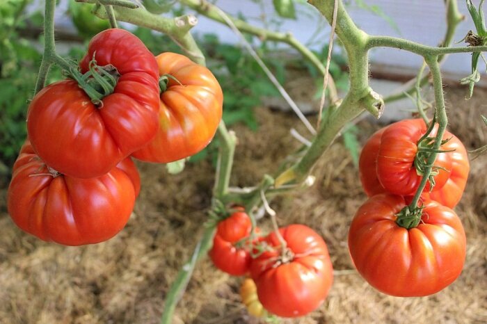 Фото: Яндекс Картинки. Томаты сорта "Большой Бен"