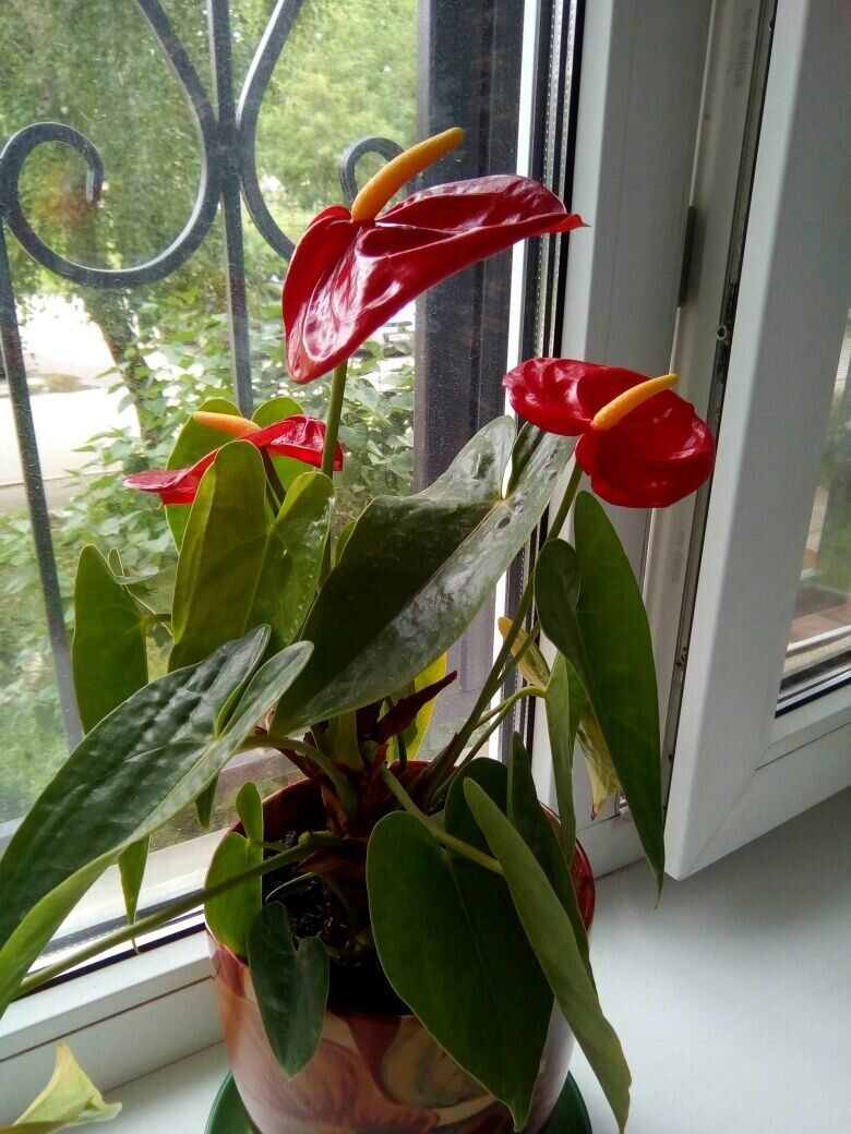 Чтобы был крепким и счастливым брак, у молодожёнов обязательно должен присутствовать этот цветок - существует такая традиция. Когда на свадьбе новобрачным дарят букеты, в их состав обязательно входит это прекрасное растение. Если в доме цветёт Антуриум, семейная жизнь будет лёгкой и надёжной. Этот цветок поможет вам справиться с депрессией и плохим настроением. А если у женщины есть проблемы со здоровьем, часто болеет, то Антуриум поможет повысить иммунитет, наполнит жизненными силами.