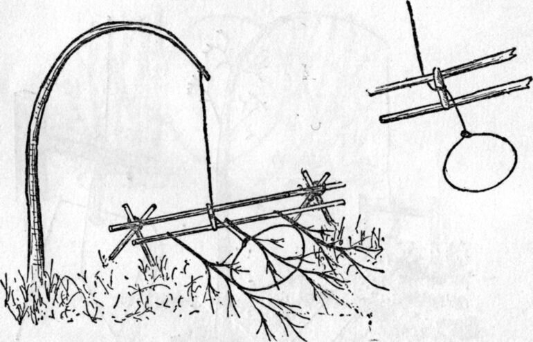 Охотничьи ловушки. Силки маленький. Силки на фазана. Силки ловушки на зайца. Силки ловушки на зайца.