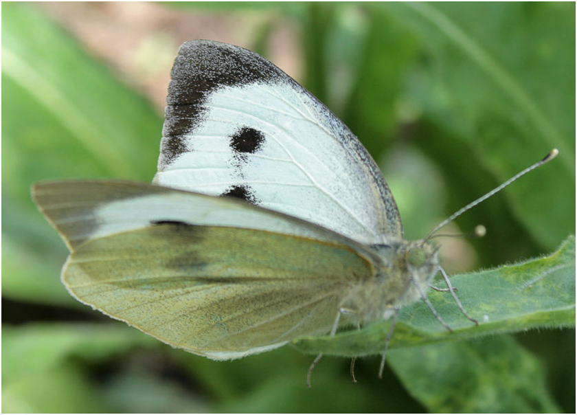 Бабочка белянка ( фото) - фото - картинки и рисунки: скачать бесплатно