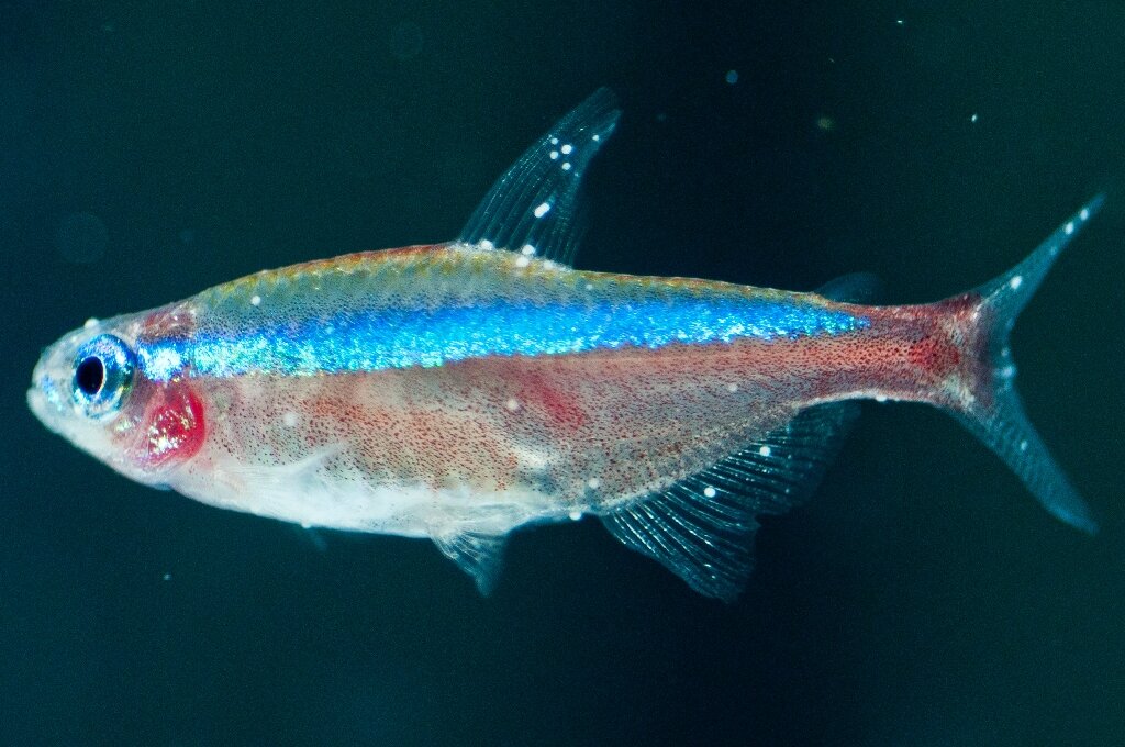 Фото взято из открытого источника Яндекс.Картинки