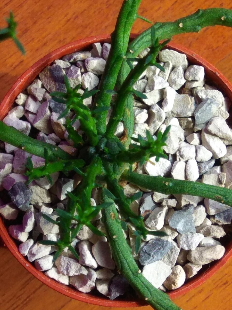 Euphorbia pugniformis из личной коллекции